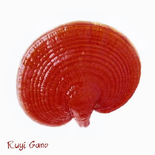 Ruyi Gano